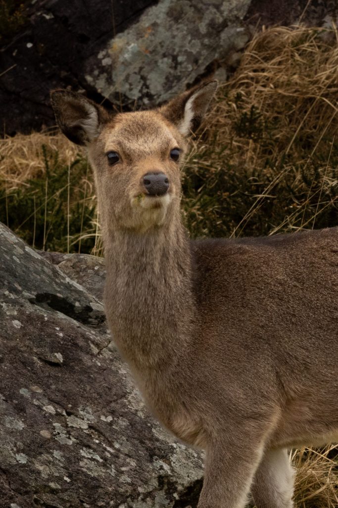 Irlande du sud Biche dans Killarney