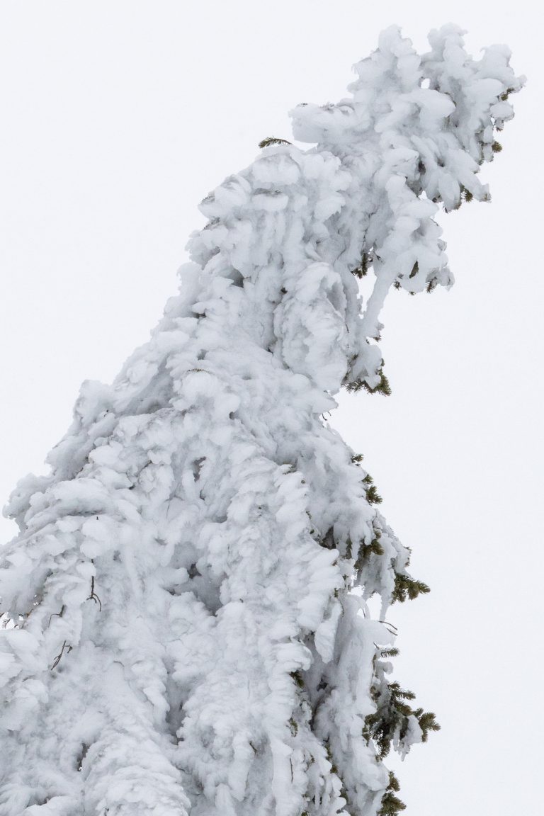 Arbres givrés
