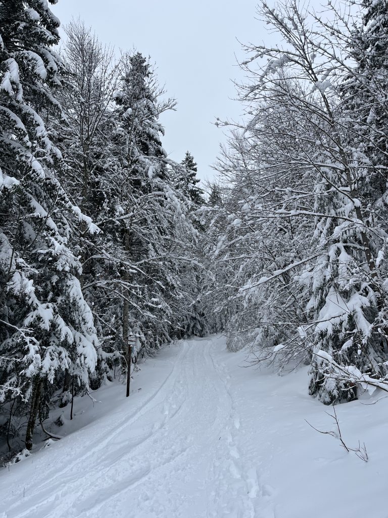 Foret pour arriver au refuge de la Loge